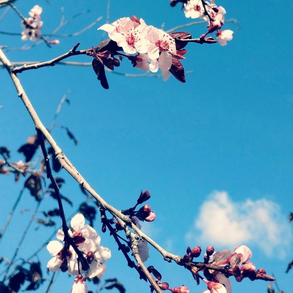 Meet your Posher, Rebecca - Picture 1 of 1